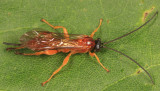 Theronia hilaris