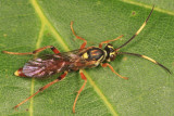 Melanichneumon disparilis