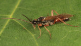 Proctotrupes gravidator (male)