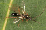 Exallonyx sp.