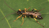 Ichneumon nigrovariegatus (male)