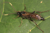 Cratichneumon viator acerbus