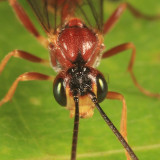 Exyston maculosum (female)