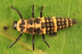 Spotted Lady Beetle - Coleomegilla maculata