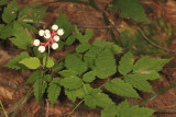 Dolls Eyes (White Baneberry) - Actaea pachypoda