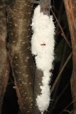 Woolly Alder Aphids - Paraprociphilus tessellatus