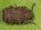 Forked Fungus Beetle - Bolitotherus cornutus (female)