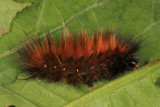 8137 - Virginian Tiger Moth - Spilosoma virginica