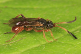 Endasys sp.