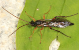 Aoplus velox (male)