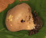 Pear-shaped Puffball - Apioperdon pyriforme 
