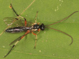 Otlophorus sp.