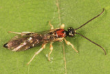 Exochus sp.