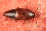 Tachinus memnonius