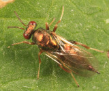 Ormyridae - Ormyrus sp.