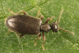 Sapintus fulvipes