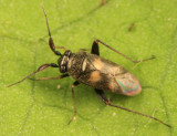 Spanagonicus albofasciatus
