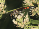 Ammophila procera