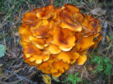 Omphalotus illudens (Jack O'Lantern mushroom)