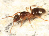 Lasius aphidicola (queen)