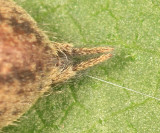 Agelenopsis potteri