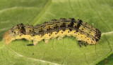 11071 - Tobacco Budworm - Heliothis virescens