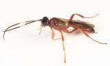 Stenobarichneumon pergracilis