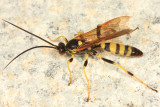 Eutanyacra vilissima (male)
