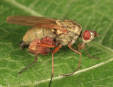 Pseudoscorpions hitching a ride on a fly