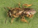 Lasioglossum bruneri