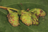 Procecidochares atra (galls)