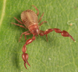 Pseudoscorpion