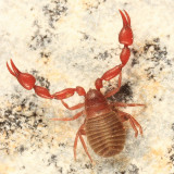 Pseudoscorpion