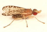 Trypetoptera canadensis