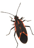 Eastern Boxelder Bug - Boisea trivittata