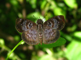 Blue-studded Skipper - Sostrata bifasciata
