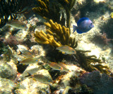 Blue Striped Grunt - Haemulon sciurus (immature fish) & Blue Tang - Acanthurus coeruleus