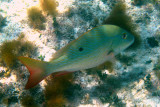 Mutton Snapper - Lutjanus analis