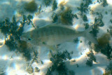 Yellowfin Mojarra - Gerres cinereus