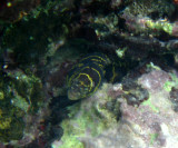 Chain Moray Eel - Echidna catenata