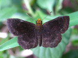 Golden-snouted Scallopwing - Staphylus vulgata