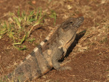 Black Iguana - Ctenosaura similis
