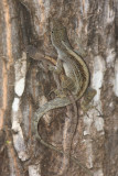 Brown Anole - Anolis sagrei (mating)