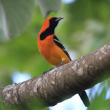 Hooded Oriole - Icterus cucullatus