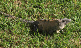 Black Iguana - Ctenosaura similis