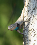 Lundell’s Spiny Lizard - Sceloporus lundelli