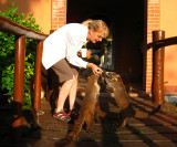 Julie feeding the White-nosed Coatis