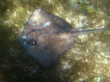 Southern Stingray - Dasyatis americana