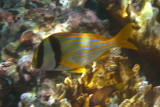 Porkfish - Anisothremus virginicus