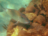 Gray Snapper - Lutjanus griseus